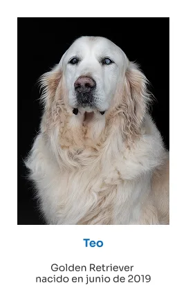 perros